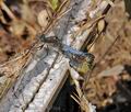 Orthetrum_cancellatum_fe5264