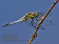 Orthetrum_cancellatum_ka2917