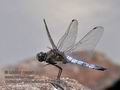 Orthetrum_cancellatum_p7199653