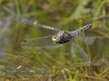 Orthetrum_cancellatum_pf5393