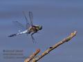 Orthetrum_cancellatum_ra5673