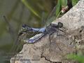 Orthetrum_cancellatum_ra9833