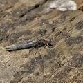 Orthetrum_chrysostigma_bg8147