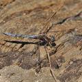 Orthetrum_chrysostigma_bg8155