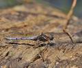 Orthetrum_chrysostigma_bg8173