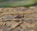 Orthetrum_chrysostigma_bg8194