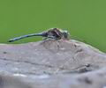 Orthetrum_chrysostigma_bg8218