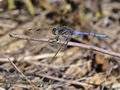 Orthetrum_chrysostigma_pb048139