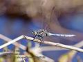 Orthetrum_chrysostigma_pb048150