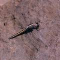 Orthetrum_coerulescens_2529