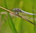 Orthetrum_coerulescens_bg8827