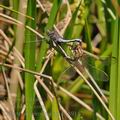 Orthetrum_coerulescens_bg8914