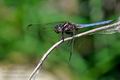 Orthetrum_coerulescens_pi5591