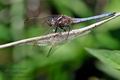 Orthetrum_coerulescens_pi5610