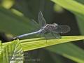 Orthetrum_julia_pa2159715