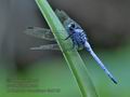 Orthetrum_luzonicum_fe2748