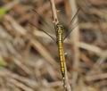 Orthetrum_luzonicum_g1716