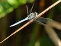 Orthetrum_luzonicum_g1758