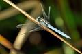 Orthetrum_luzonicum_g1760