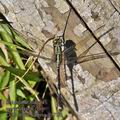 Orthetrum_sabina_g1788