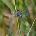 Orthetrum_trinacria_ba9274