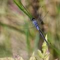 Orthetrum_trinacria_ba9276