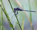 Orthetrum_trinacria_bb9276