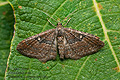 Orthonama_obstipata_cy6554s