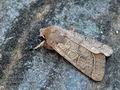 Orthosia_cerasi_ag8679
