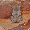 Orthosia_incerta_bf1662