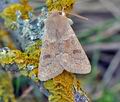 Orthosia_miniosa_cs1849