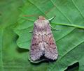 Orthosia_miniosa_cs6333s