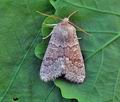 Orthosia_miniosa_cs6352