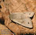 Orthosia_munda_aa4100
