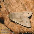 Orthosia_munda_aa4100