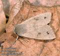 Orthosia_munda_aa4101