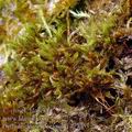 Orthotrichum_speciosum_ag7753