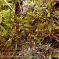 Orthotrichum_speciosum_ag7755