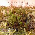 Orthotrichum_speciosum_ag7761