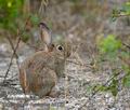 Oryctolagus_cuniculus_k5129