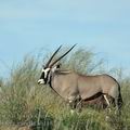 Oryx_gazella_bb1182