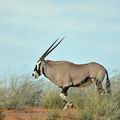 Oryx_gazella_bb1187