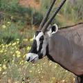 Oryx_gazella_bb1197