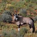 Oryx_gazella_bb1200