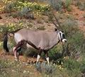 Oryx_gazella_bb1209