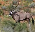 Oryx_gazella_bb1215