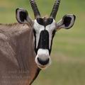 Oryx_gazella_bb1723