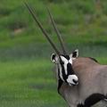 Oryx_gazella_bb2087