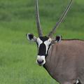 Oryx_gazella_bb2088