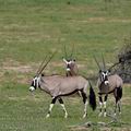 Oryx_gazella_bb2469